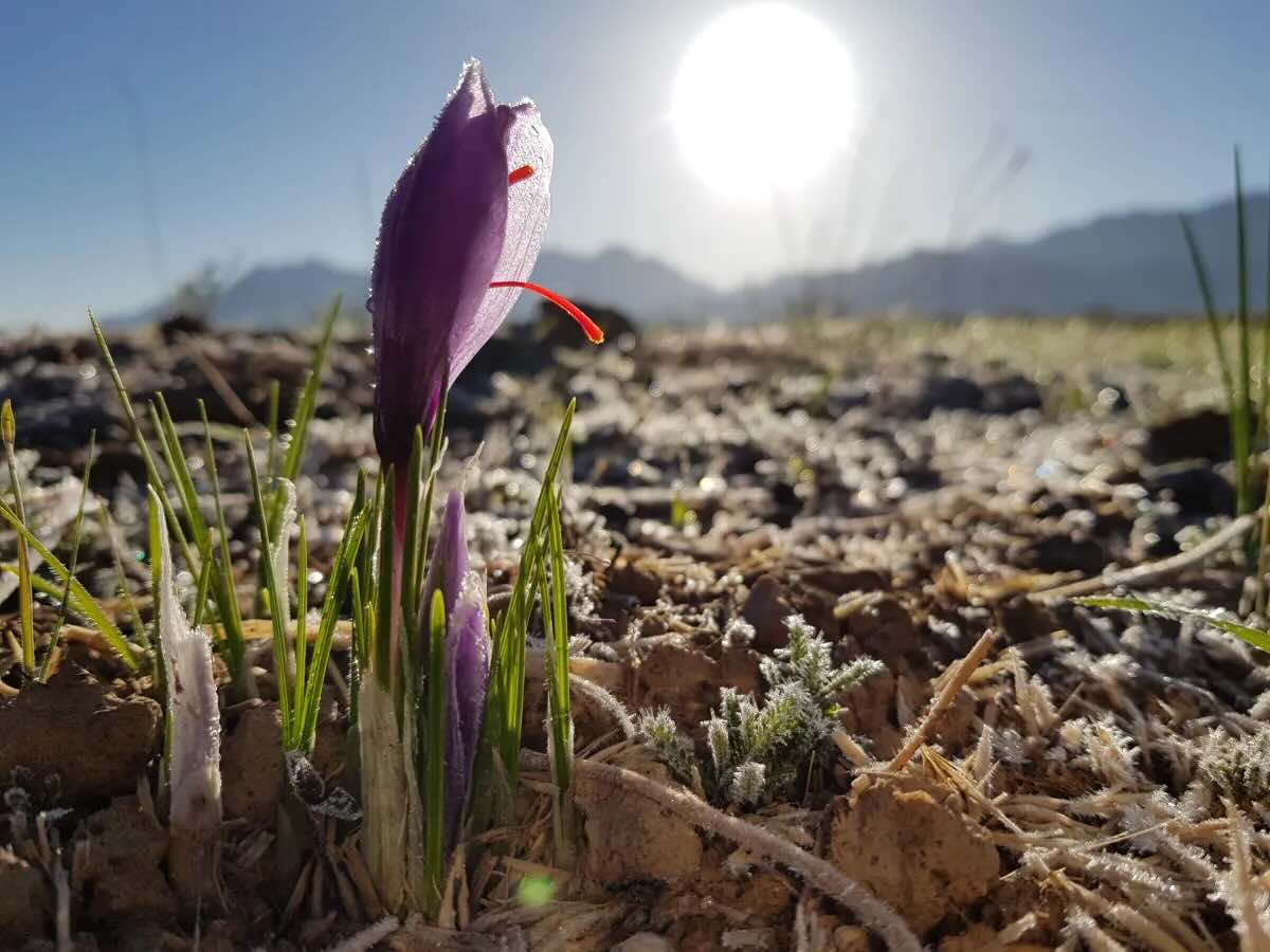Paarse saffraankrokus in bloei op het veld van een regeneratieve boer bij zonsopgang voor oostaMo botanicals